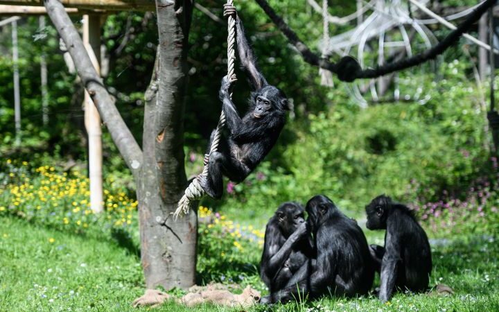 New study reveals bonobos demonstrate ability for pretend play similar to human children