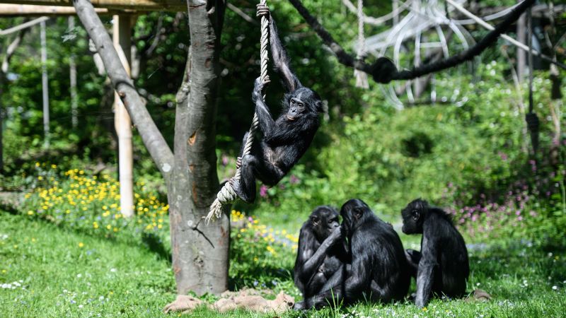 New study reveals bonobos demonstrate ability for pretend play similar to human children