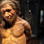 New study suggests male Neanderthals predominantly mated with female humans in ancient times
