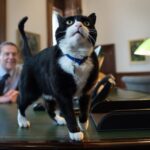 Palmerston, the Foreign Office's beloved chief mouser, passes away at 12
