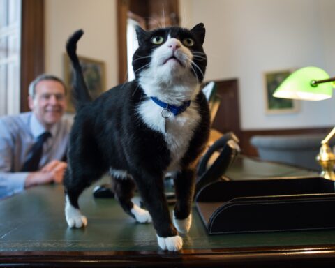 Palmerston, the Foreign Office's beloved chief mouser, passes away at 12