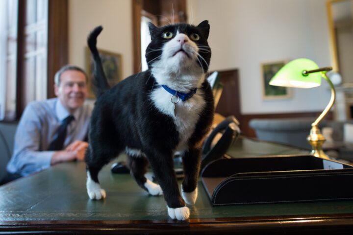 Palmerston, the Foreign Office's beloved chief mouser, passes away at 12