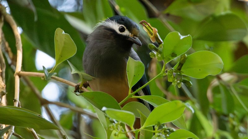 Taiwan’s lipstick vine exhibits puzzling evolutionary traits, challenging established theories