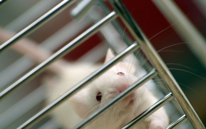 FDA's new draft guidance promotes alternatives to animal testing, but gaps remain