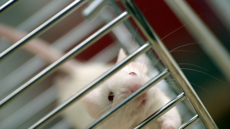 FDA's new draft guidance promotes alternatives to animal testing, but gaps remain