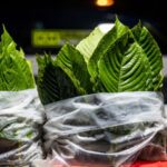 Kratom poisoning cases surge by over 1,200% in the last decade