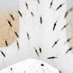 Mosquitoes' blood-feeding evolution could reveal migration patterns of early humans