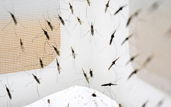 Mosquitoes' blood-feeding evolution could reveal migration patterns of early humans