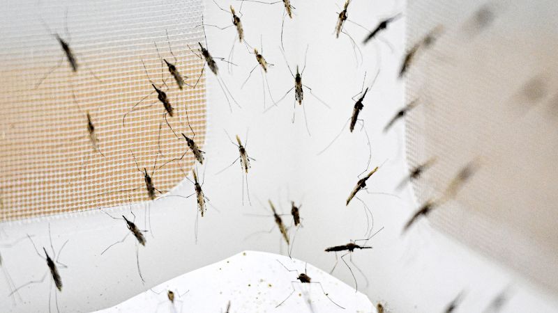 Mosquitoes' blood-feeding evolution could reveal migration patterns of early humans