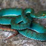 New species including pit viper and flying snake discovered in Cambodian cave survey