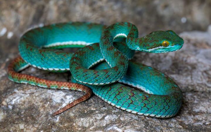 New species including pit viper and flying snake discovered in Cambodian cave survey