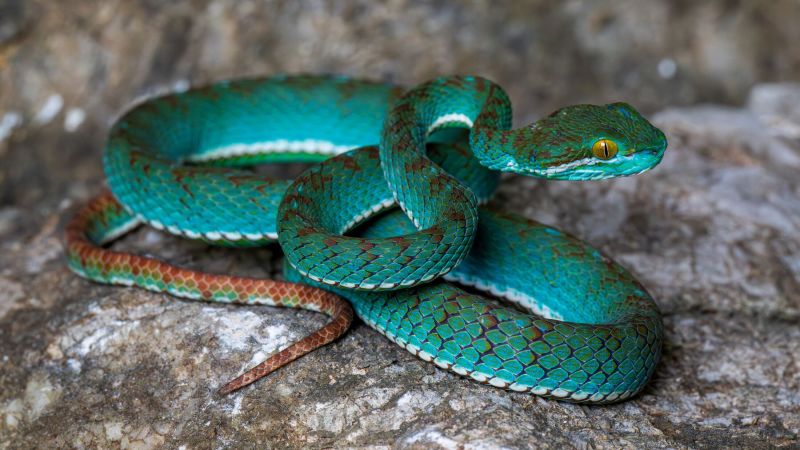 New species including pit viper and flying snake discovered in Cambodian cave survey