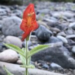Rapid genetic evolution allows wildflower to withstand California's severe drought