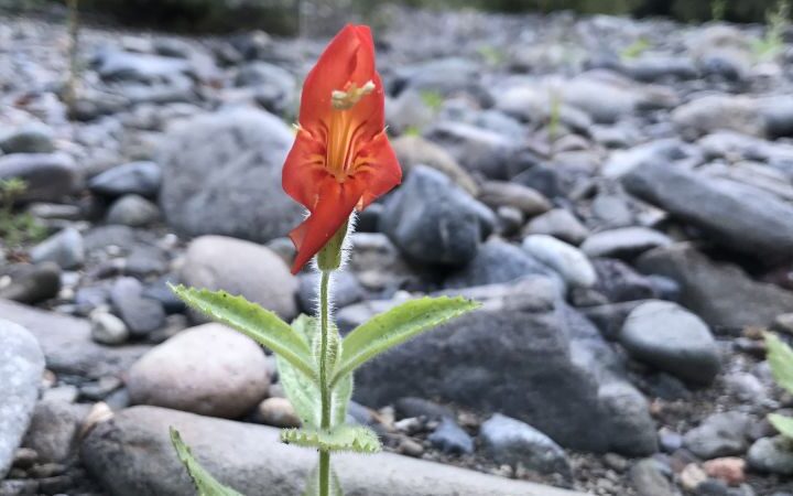 Rapid genetic evolution allows wildflower to withstand California's severe drought