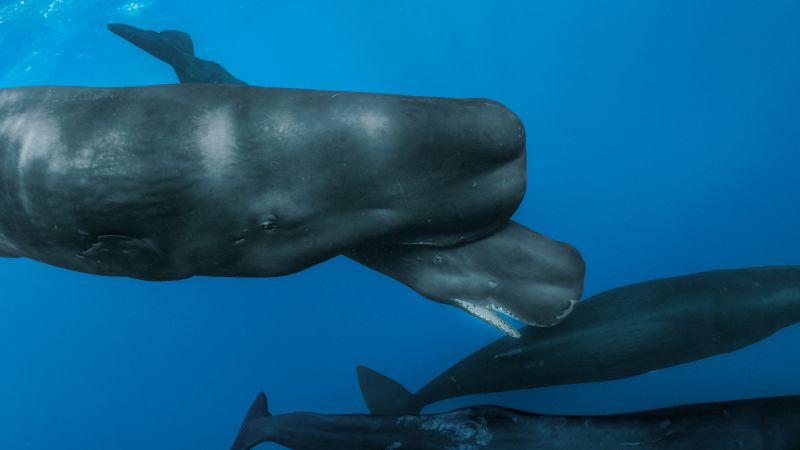 Scientists observe rare live birth of sperm whale in the Caribbean