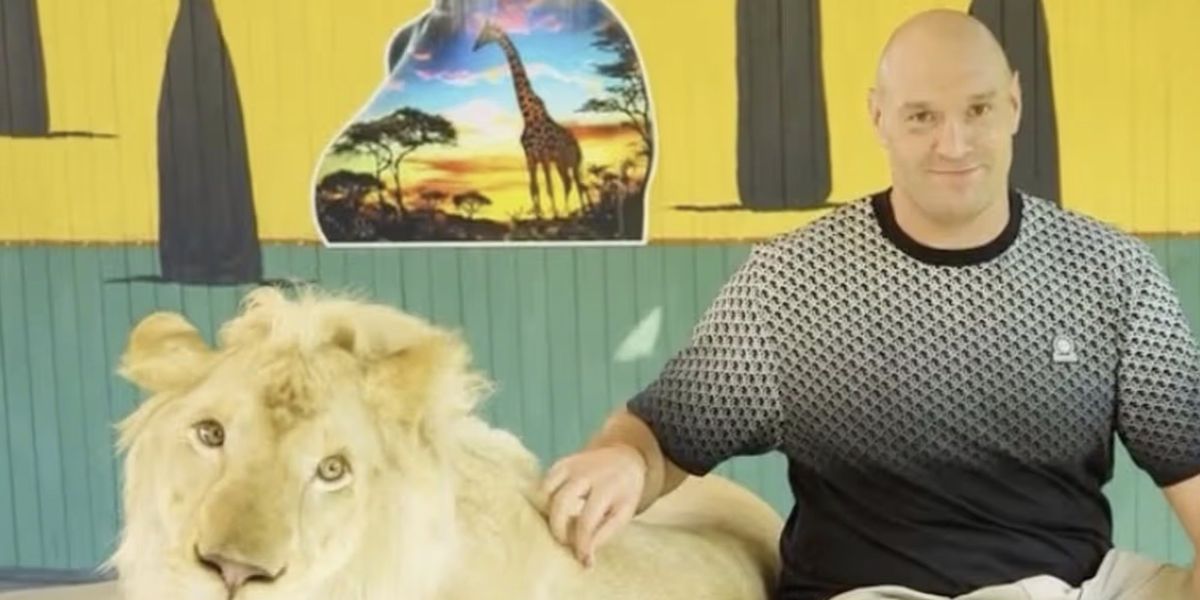 Tyson Fury faces backlash for 'cruel' stunt with chained lion during training in Thailand