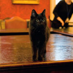 Cabinet Office cat requires urgent surgery after falling from cabinet and dislocating toe