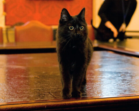 Cabinet Office cat requires urgent surgery after falling from cabinet and dislocating toe
