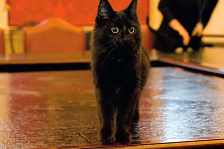 Cabinet Office cat requires urgent surgery after falling from cabinet and dislocating toe