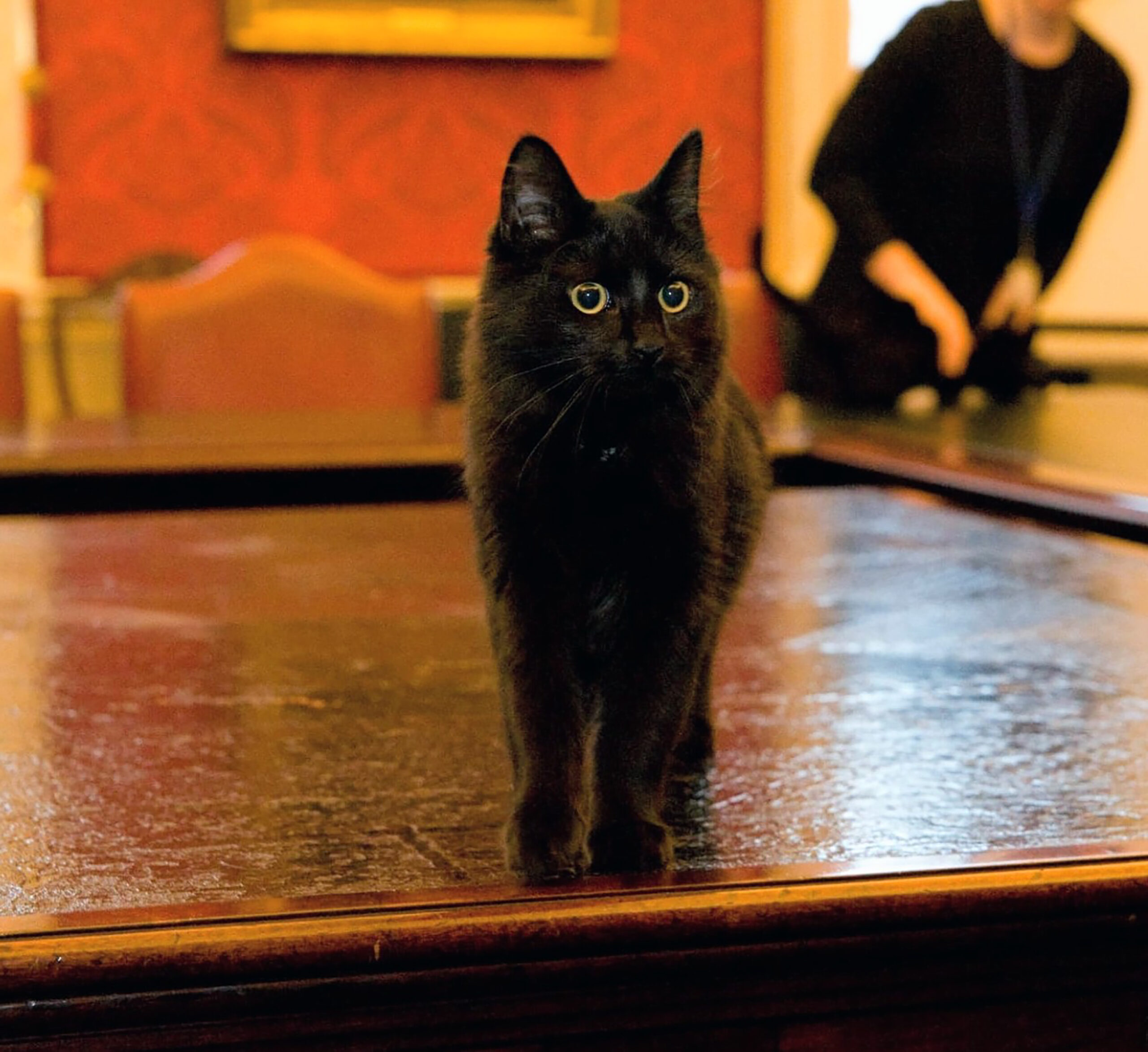Cabinet Office cat requires urgent surgery after falling from cabinet and dislocating toe
