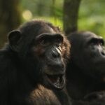 Chimpanzee groups experience rare conflict, offering insights into human warfare