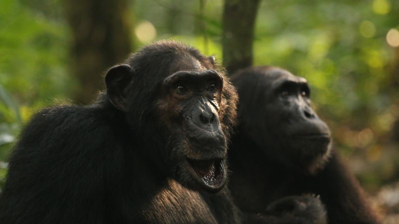 Chimpanzee groups experience rare conflict, offering insights into human warfare