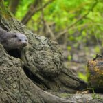 David Attenborough highlights the beauty of British wildlife in new series