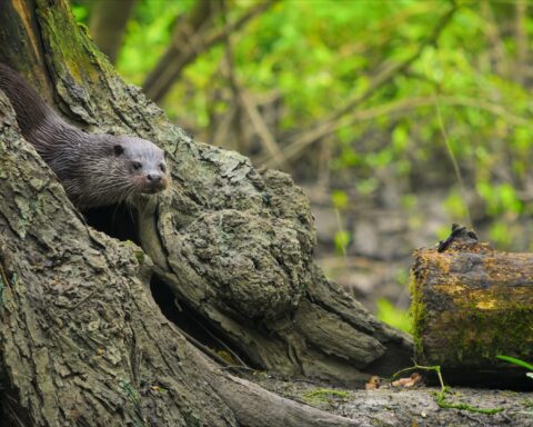David Attenborough highlights the beauty of British wildlife in new series