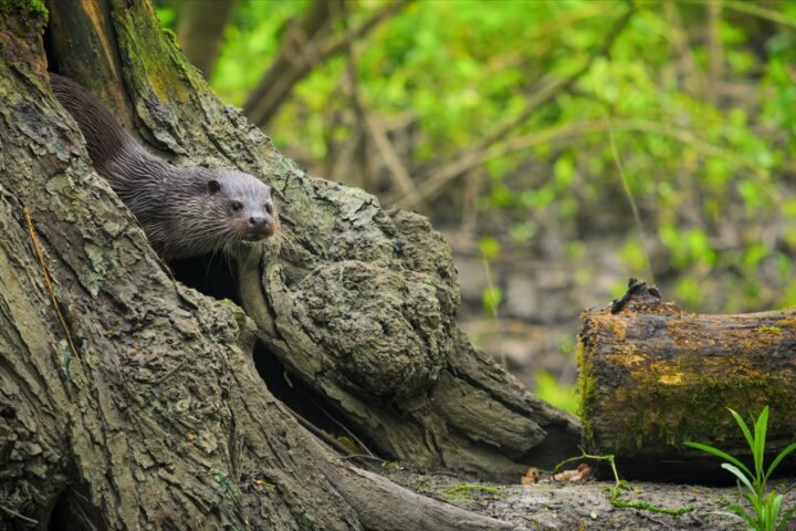 David Attenborough highlights the beauty of British wildlife in new series