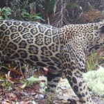 First cloud jaguar sighting in a decade offers hope for conservation in Honduras