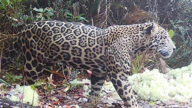 First cloud jaguar sighting in a decade offers hope for conservation in Honduras