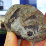 Fossil discovery confirms ancient mammal ancestors laid eggs, shedding light on survival strategies