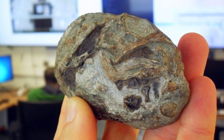 Fossil discovery confirms ancient mammal ancestors laid eggs, shedding light on survival strategies