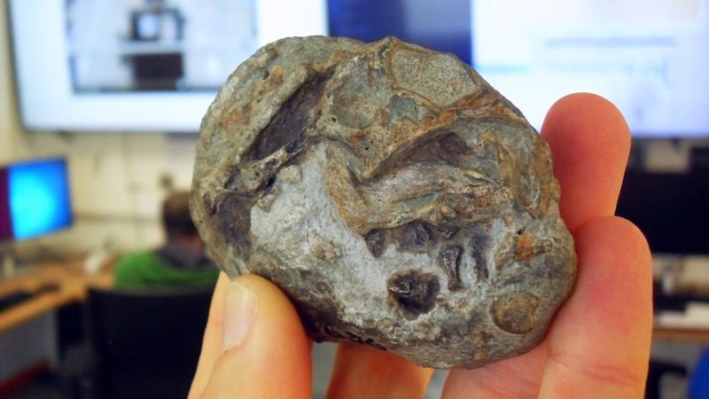 Fossil discovery confirms ancient mammal ancestors laid eggs, shedding light on survival strategies