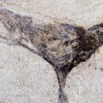 Fossils in China reveal complex life forms emerged millions of years earlier than believed