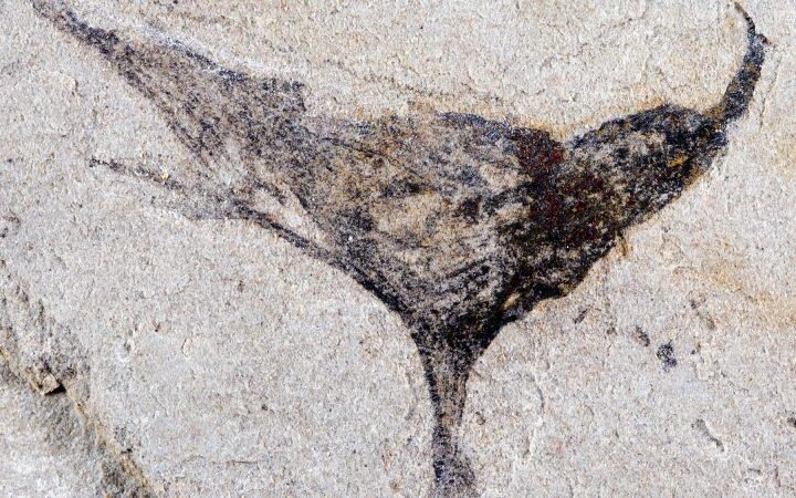 Fossils in China reveal complex life forms emerged millions of years earlier than believed