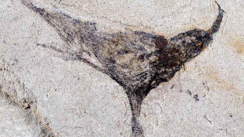 Fossils in China reveal complex life forms emerged millions of years earlier than believed