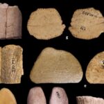 Native Americans reportedly used primitive dice more than 12,000 years ago in North America