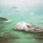 Scientists reveal world's oldest octopus fossil is actually an ancient nautiloid