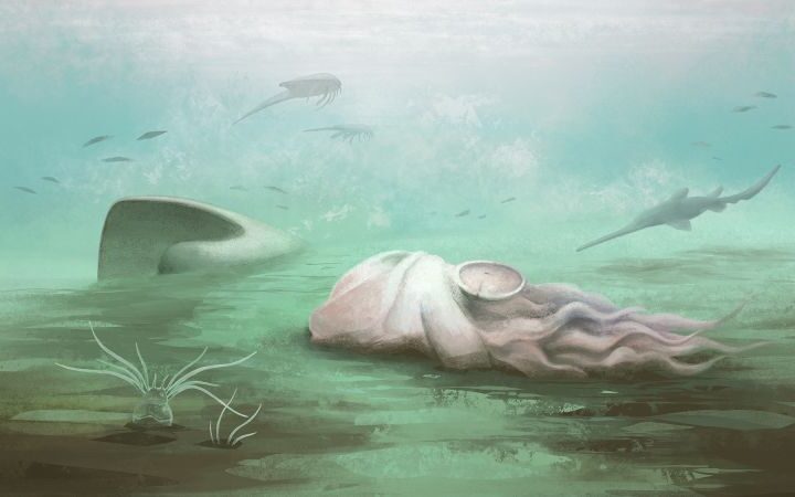 Scientists reveal world's oldest octopus fossil is actually an ancient nautiloid