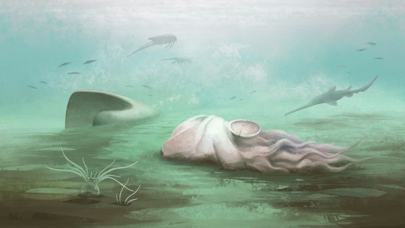 Scientists reveal world's oldest octopus fossil is actually an ancient nautiloid