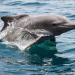 Underwater ecosystems in Strait of Hormuz face threats amid ongoing conflict