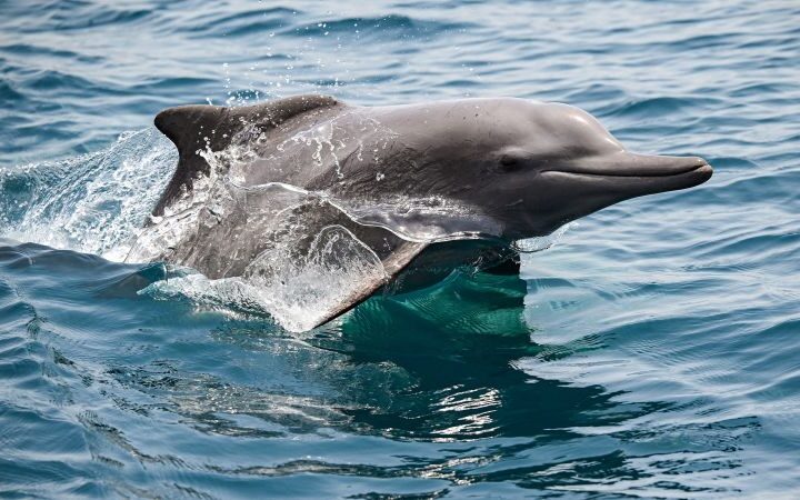 Underwater ecosystems in Strait of Hormuz face threats amid ongoing conflict