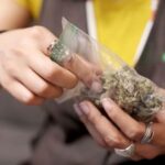 What questions do women have about cannabis use and its health effects?