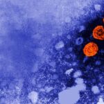 Experimental hepatitis B drug shows promise of functional cure for some patients