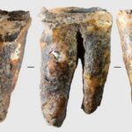Neanderthal tooth provides oldest evidence of dental intervention in prehistoric humans