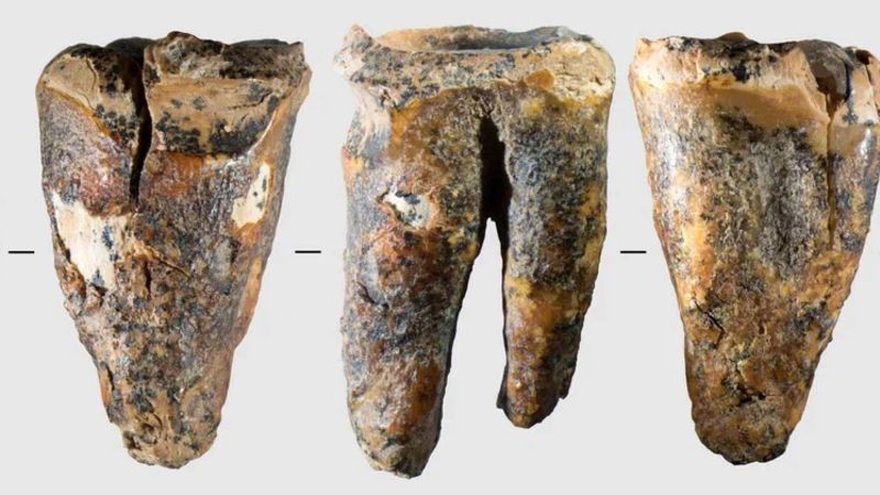 Neanderthal tooth provides oldest evidence of dental intervention in prehistoric humans