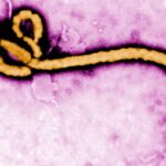 New Ebola outbreak confirmed in Congo’s Ituri province, with 246 suspected cases and 65 deaths