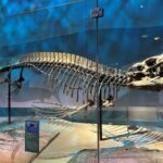 New species of marine reptile Tylosaurus rex discovered, revealing diversity of ancient predators