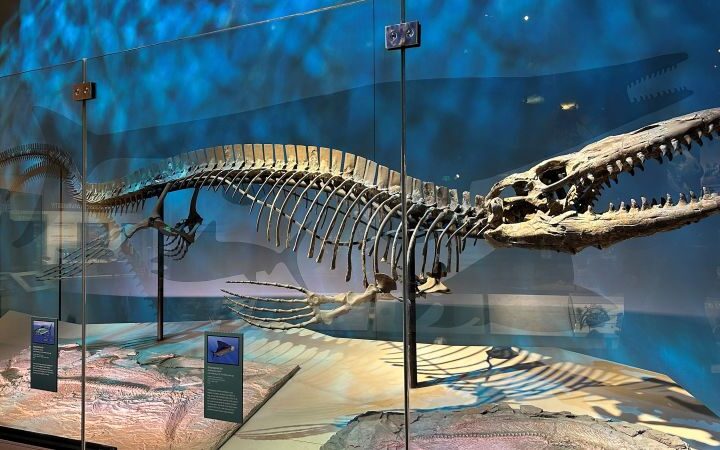 New species of marine reptile Tylosaurus rex discovered, revealing diversity of ancient predators
